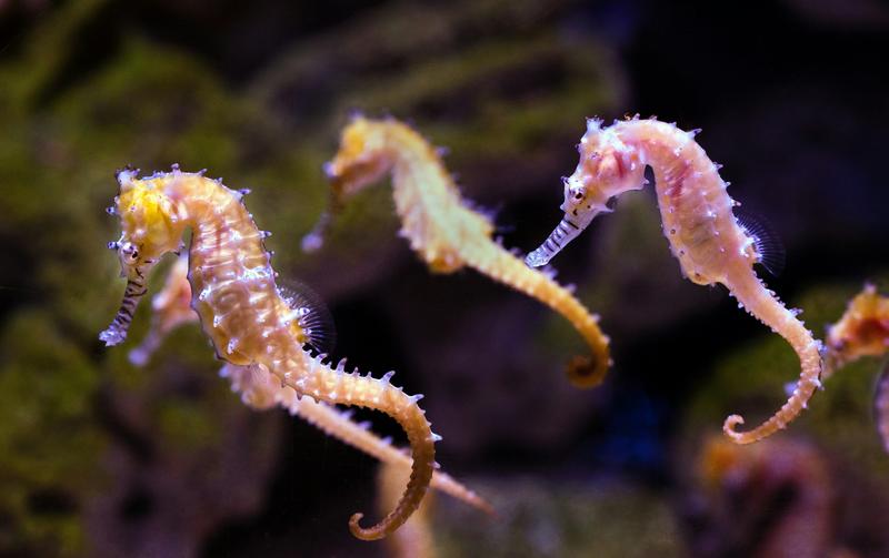 A small, unique fish known for its horse-like head and upright swimming posture.