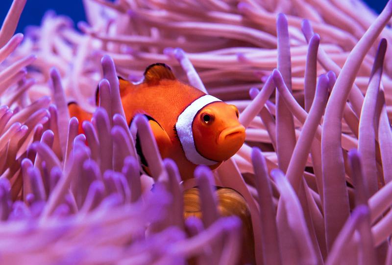 A small, colorful fish that has a symbiotic relationship with sea anemones.