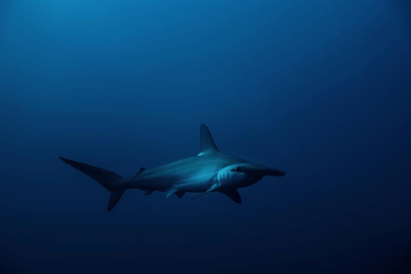 A powerful predator of the sea, feared and admired for its speed and strength.