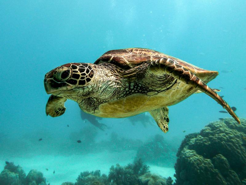 Known for its long life and graceful movements, often found migrating across vast oceans.