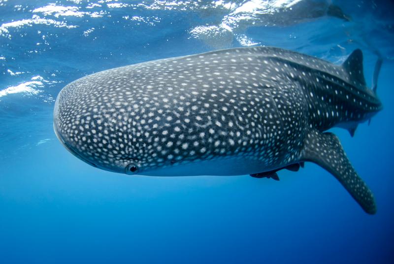 The largest mammal on Earth, known for its majestic size and intelligence.