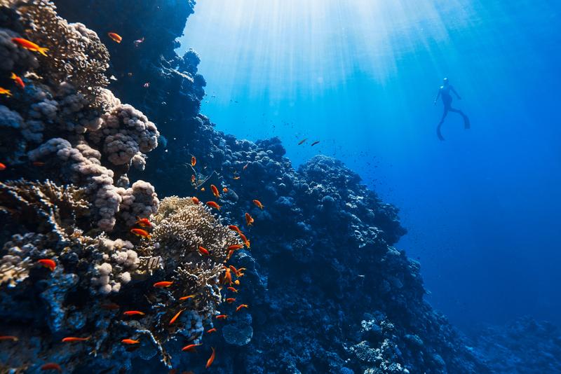 Coral Reef Dive