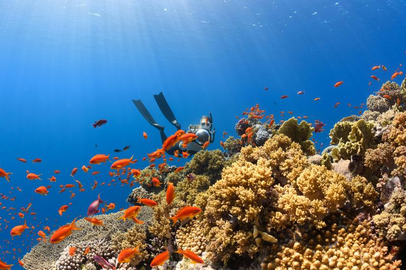 Reef Diving Adventure